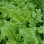 Heirloom Lettuce Seeds Lovers Packet Collection (6 Varieties)
