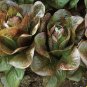 Heirloom Lettuce Seeds Lovers Packet Collection (6 Varieties)