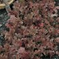 Heirloom Lettuce Seeds Lovers Packet Collection (6 Varieties)