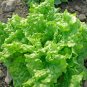 Heirloom Lettuce Seeds Lovers Packet Collection (6 Varieties)