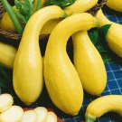 100 Early Summer Crookneck Summer Squash Seeds Fresh Seed 100 Early Summer Crookneck Summer Squash Seeds Fresh Seed