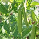 75 Sugar Snap Pea Seeds 75 Sugar Snap Pea Seeds