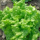 1000 Black Seeded Simpson Leaf Lettuce Seeds Fresh Seed 1000 Black Seeded Simpson Leaf Lettuce Seeds Fresh Seed