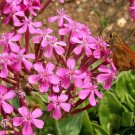 5000 Catchfly Silene armeria Flower Seeds 5000 Catchfly Silene armeria Flower Seeds