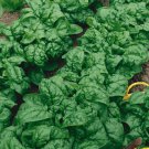 250 Bloomsdale Spinach Longstanding Garden Seeds Organic Heirloom Seed 250 Bloomsdale Spinach Longstanding Garden Seeds Organic Heirloom Seed