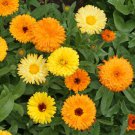 75 Calendula Fiesta Gitana Marigold Flower Seeds Calendula officinalis Seed
