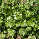 500 CORIANDER Seeds Heirloom Coriandrum Sativum CILANTRO Herb Seed 500 CORIANDER Seeds Heirloom Coriandrum Sativum CILANTRO Herb Seed