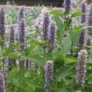 500 Purple Giant Hyssop Flower Herb Seeds Licorice Mint Fragrant Seed