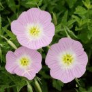 1000 Evening Primrose Pink Ladies Flower Seeds Speciosa Seed 1000 Evening Primrose Pink Ladies Flower Seeds Speciosa Seed