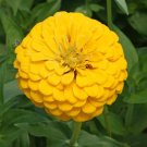 75 Zinnia Flower Seeds Canary Bird Zinnia Elegans Seed 75 Zinnia Flower Seeds Canary Bird Zinnia Elegans Seed