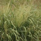 1000 Switchgrass Switch Grass Seeds ‘Kanlow’ Panicum virgatum Seed