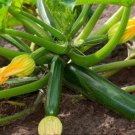40 Organic Zucchini Summer Squash Seeds Black Beauty Heirloom Seed