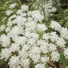 2000 BISHOPS Lace Flower Seeds Ammi Majus False Queen Annes Seed 2000 BISHOPS Lace Flower Seeds Ammi Majus False Queen Annes Seed