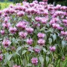 500 BERGAMOT BEE BALM Monarda Beneficial Bees Hummingbirds Seeds 500 BERGAMOT BEE BALM Monarda Beneficial Bees Hummingbirds Seeds