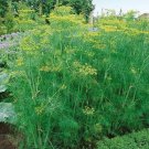 500 Bouquet Dill Seeds Anethum Graveolens Herb Heirloom Seed