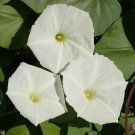 25 Moonflower Flower Seeds Ipomoea alba Morning Glory Seed 25 Moonflower Flower Seeds Ipomoea alba Morning Glory Seed