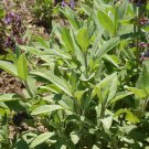 100 Garden SAGE Herb Seeds A Must Herb To Grow For Great Stuffing 100 Garden SAGE Herb Seeds A Must Herb To Grow For Great Stuffing