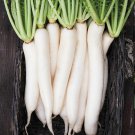 500 Daikon Radish Seeds Heirloom Fresh Seed 500 Daikon Radish Seeds Heirloom Fresh Seed