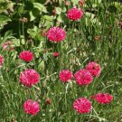 500 Tall Red Bachelor Button Flower Seeds Cornflower Centaurea cyanus Seed