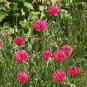 500 Tall Red Bachelor Button Flower Seeds Cornflower Centaurea cyanus Seed