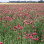 500 Tall Red Bachelor Button Flower Seeds Cornflower Centaurea cyanus Seed