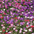 500 MOSS VERBENA Flower Seeds Verbena tenuisecta Mixed Colors 500 MOSS VERBENA Flower Seeds Verbena tenuisecta Mixed Colors