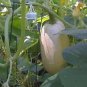 75 Spaghetti Squash Seeds Heirloom Vegetable Seed