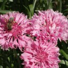 500 Tall Pink Bachelor Button Flower Seeds Cornflower Seed 500 Tall Pink Bachelor Button Flower Seeds Cornflower Seed