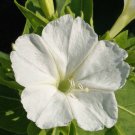 100 White Four O’Clock Flower Seeds Mirabilis jalapa Seed 100 White Four O’Clock Flower Seeds Mirabilis jalapa Seed