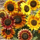 150 Autumn Beauty SUNFLOWER Seeds Helianthus annuus Deer Resistant Seed 150 Autumn Beauty SUNFLOWER Seeds Helianthus annuus Deer Resistant Seed