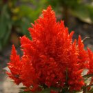 2500 Celosia Flower Seeds plumosa ‘Scarlet Plume’ Seed 2500 Celosia Flower Seeds plumosa ‘Scarlet Plume’ Seed
