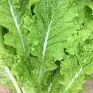 250 Tokyo Bekana Mustard Seeds Chinese Cabbage Pekinensis Organic Seed 250 Tokyo Bekana Mustard Seeds Chinese Cabbage Pekinensis Organic Seed