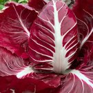 500 Radicchio Seeds Rouge de Verona Vegetable Seed