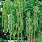 2000 Green Tails Amaranth Flower Seeds Amaranthus caudatus viridis Seed