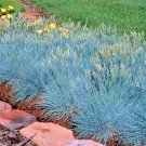 2000 BLUE FESCUE Ornamental Grass Seeds Clumping Drought Tolerant Seed 2000 BLUE FESCUE Ornamental Grass Seeds Clumping Drought Tolerant Seed