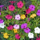 100 Four O’Clock Formula Mix Flower Seeds Mirabilis jalapa Seed 100 Four O’Clock Formula Mix Flower Seeds Mirabilis jalapa Seed