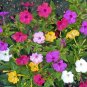 100 Four O’Clock Formula Mix Flower Seeds Mirabilis jalapa Seed