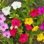 100 Four O’Clock Formula Mix Flower Seeds Mirabilis jalapa Seed