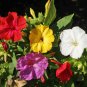 100 Four O’Clock Formula Mix Flower Seeds Mirabilis jalapa Seed