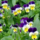 500 VIOLA Flower Seeds JOHNNY JUMP UP Helen Mount Tricolor Flower Seed