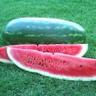 40 Congo Watermelon Seeds Heirloom Fresh Seed