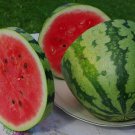 40 Jubilee Watermelon Seeds Heirloom Fresh Seed