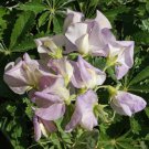 50 Sweet Pea Seeds ‘High Scent’ Flower Seed Annual Lathyrus odoratus