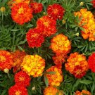 250 Sparky Mix French Marigold Seeds Tagetes Patula Flower Seed