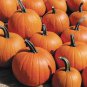 75 Pumpkin Seeds Jack O Lantern Organic Heirloom Seed