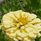 250 Zinnia "Isabellina" Flower Seeds Zinnia Elegans Seed