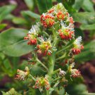 500 Sweet White Mignonette Reseda odorata FRAGRANT Flower Seeds