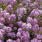 1000 Purple Sweet Alyssum Flower Seeds Royal Carpet Dwarf Ground Cover Seed