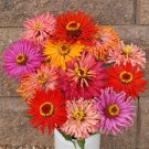 250 Zinnia Seeds Cactus Flowered Mix Flower Elegans Seed