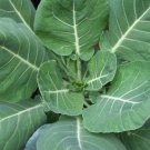 500 Vates Collard Seeds COLLARD Greens Fresh Seed 500 Vates Collard Seeds COLLARD Greens Fresh Seed